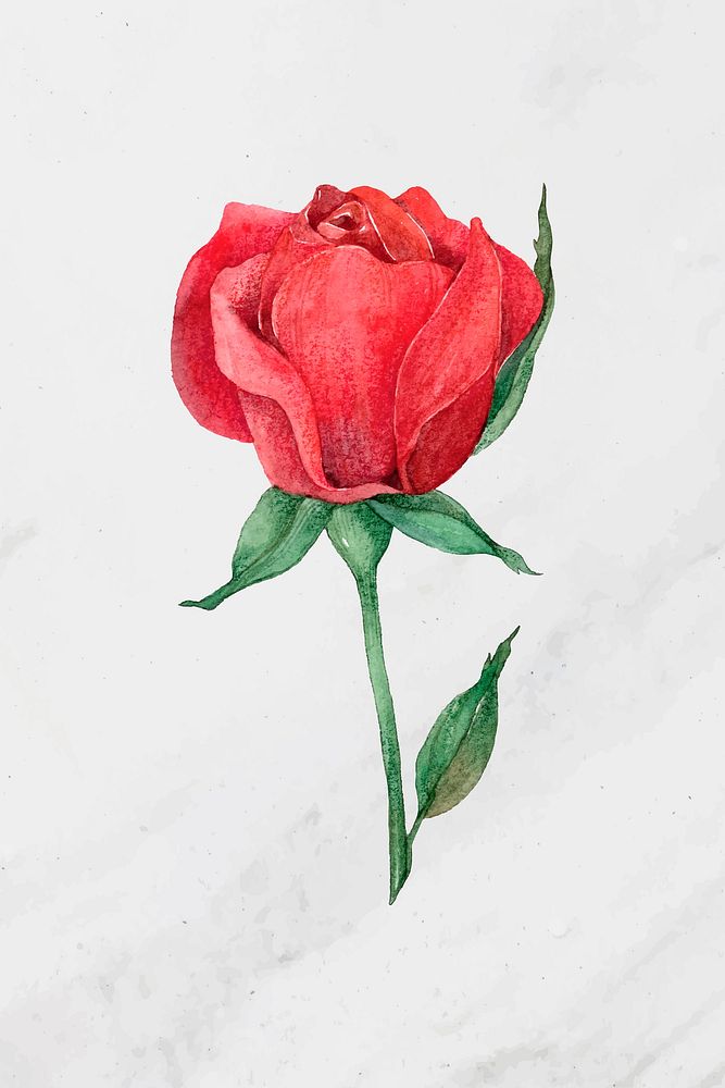 Vector red rose watercolor clipart