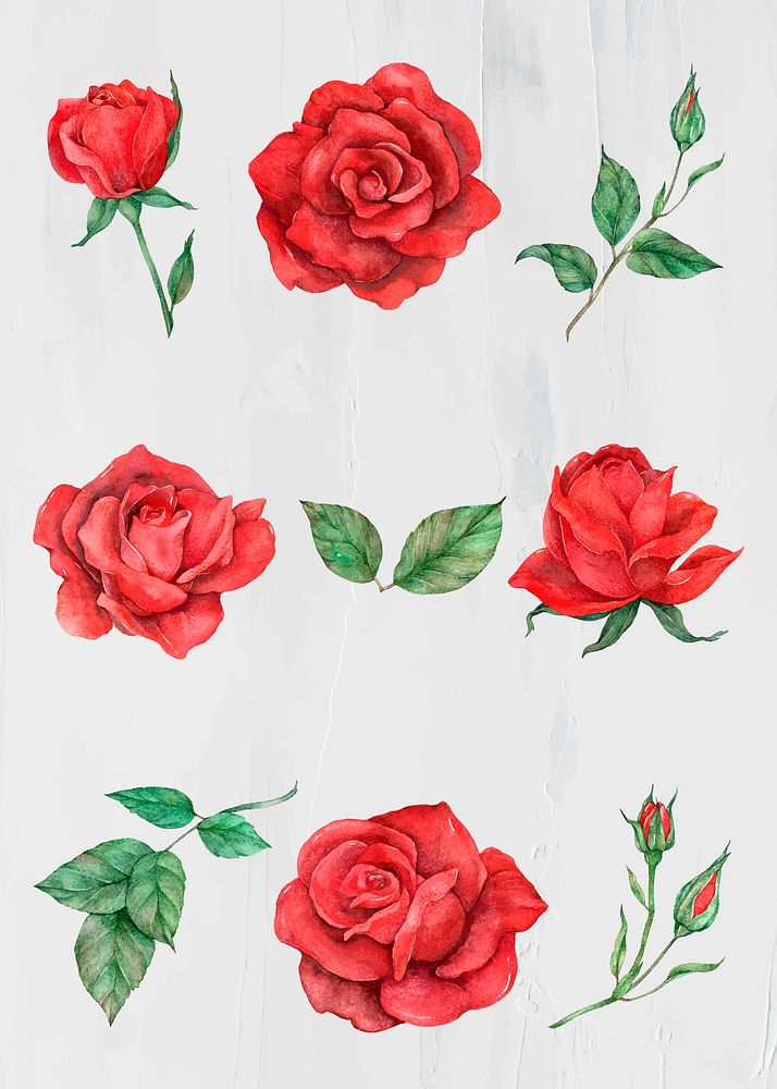 Rose and leaf vector set watercolor style