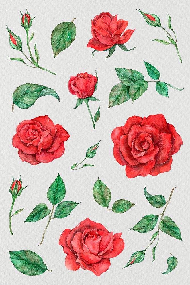 Psd rose and leaf collection watercolor style