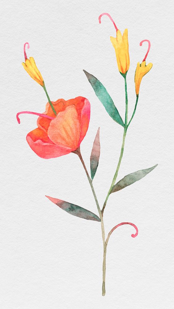 Orange watercolor flower in bloom illustration