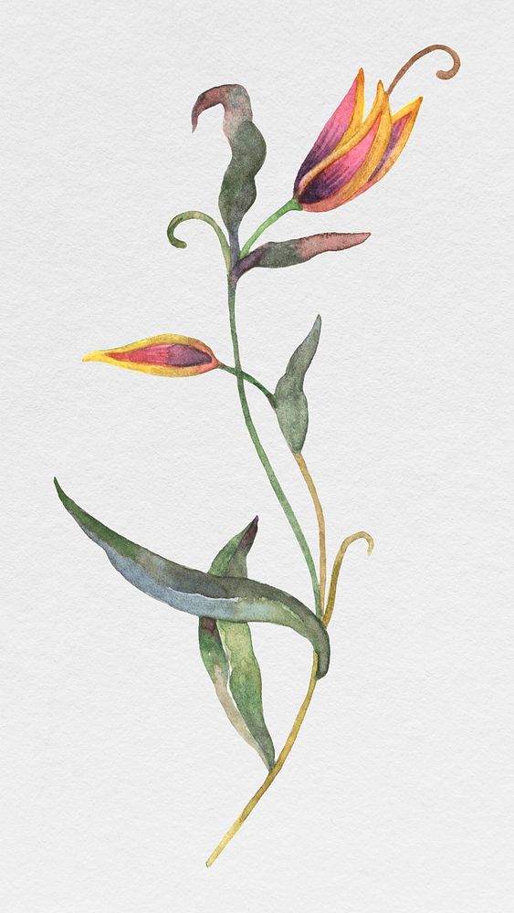 Beautiful blooming watercolor flower illustration