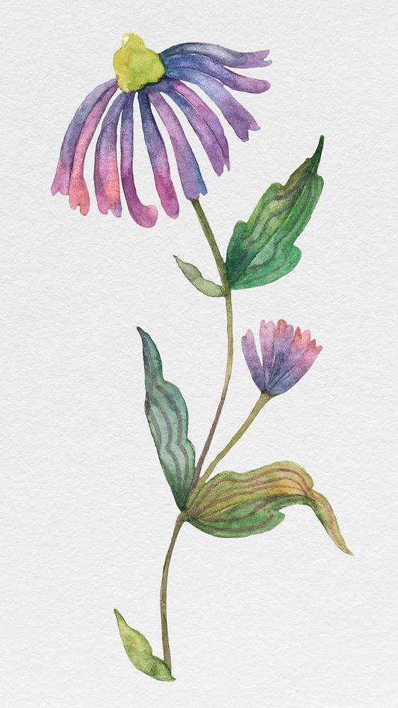 Purple watercolor flower in bloom illustration