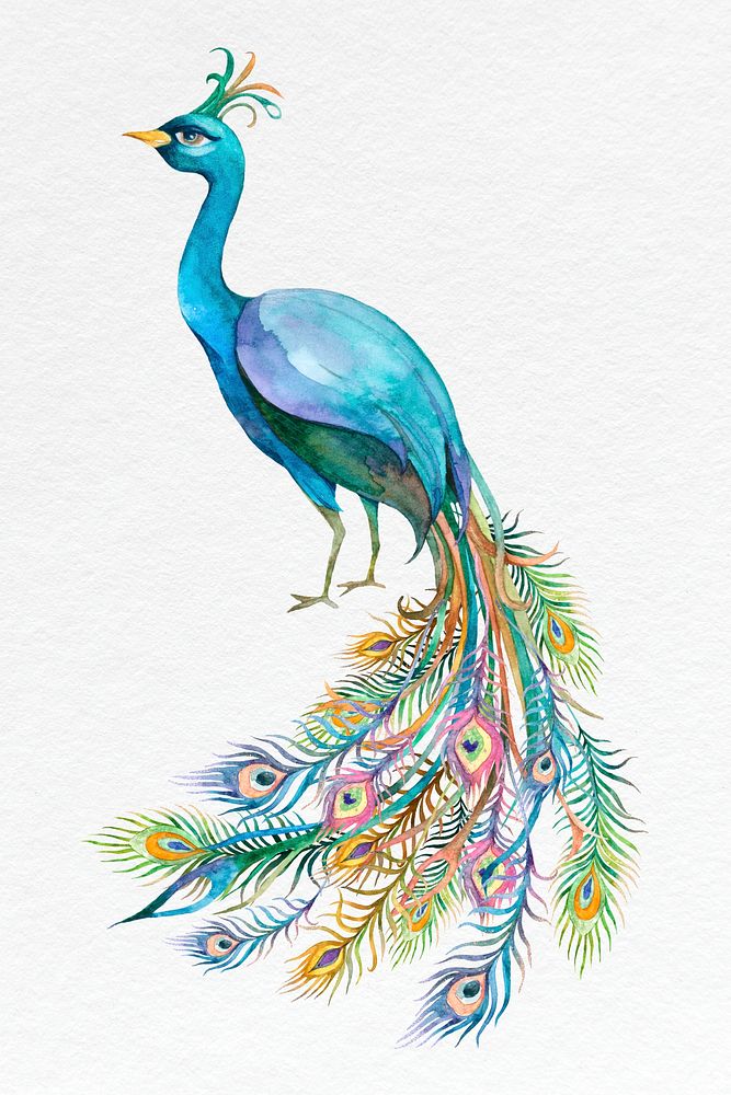 Beautiful watercolor blue peacock psd