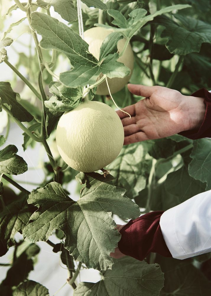 Scientist planting melon in a farm