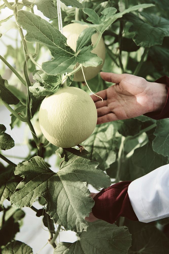 Scientist planting organic melon in a farm