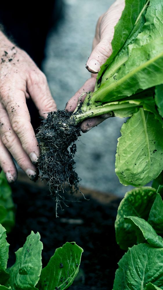 Gardener collecting organic vegetables from soil