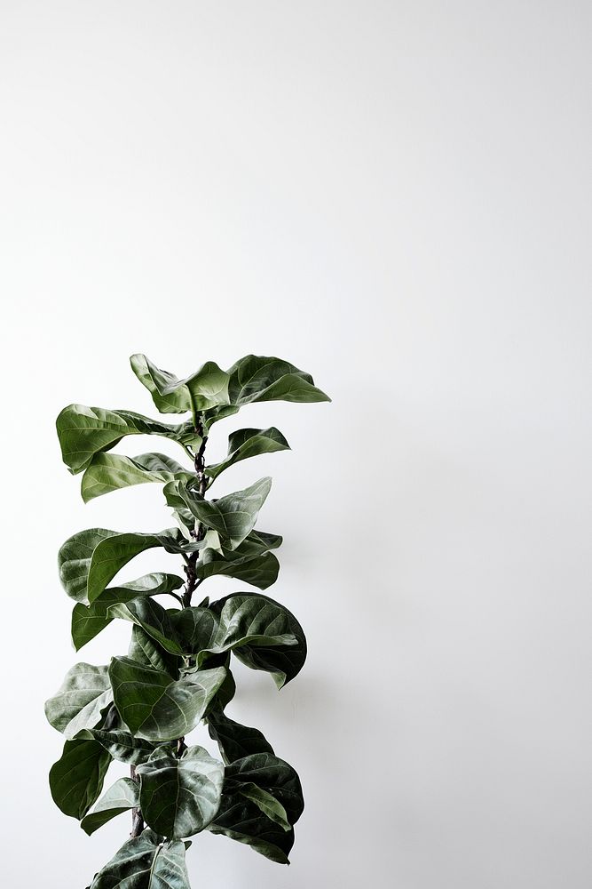 Background with tree on white concrete