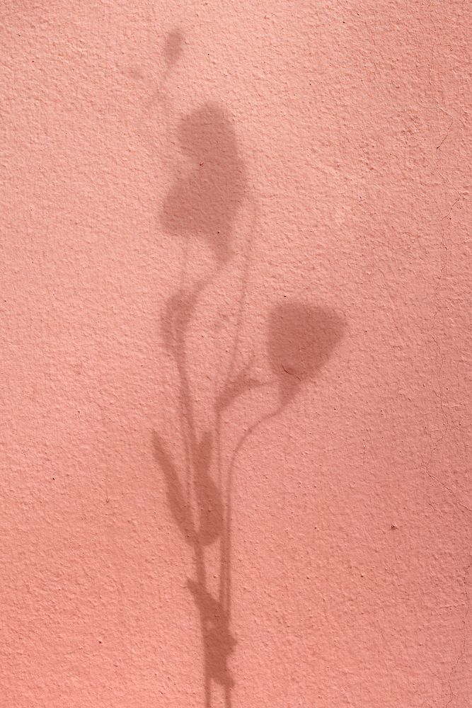 Background  with floral branch shadow on pink concrete