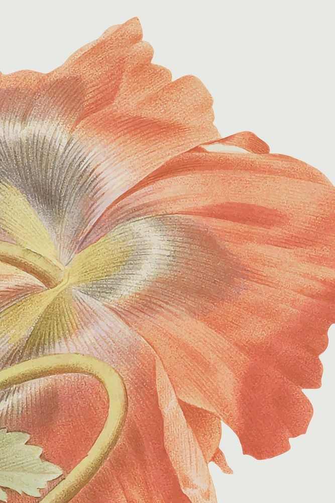Vintage poppy flower background vector illustration, remixed from public domain artworks