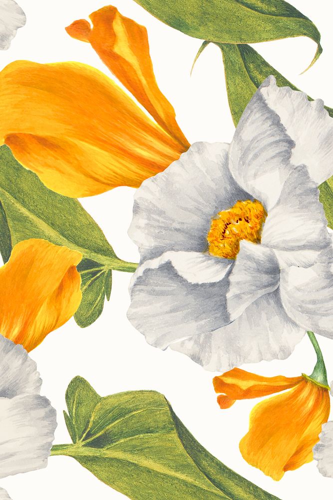 Matilija poppy flower pattern background, remixed from public domain artworks