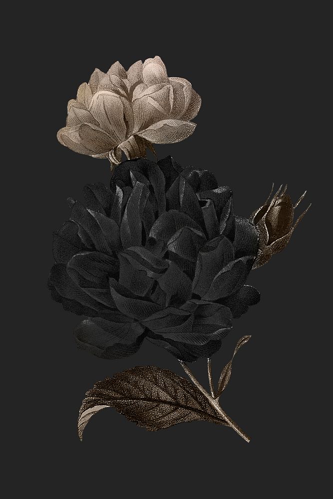 Aesthetic flower illustration, remixed from vintage public domain images