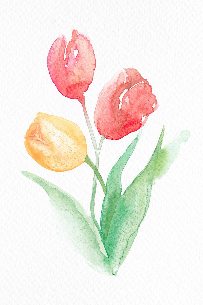 Pink tulip flower watercolor spring seasonal graphic