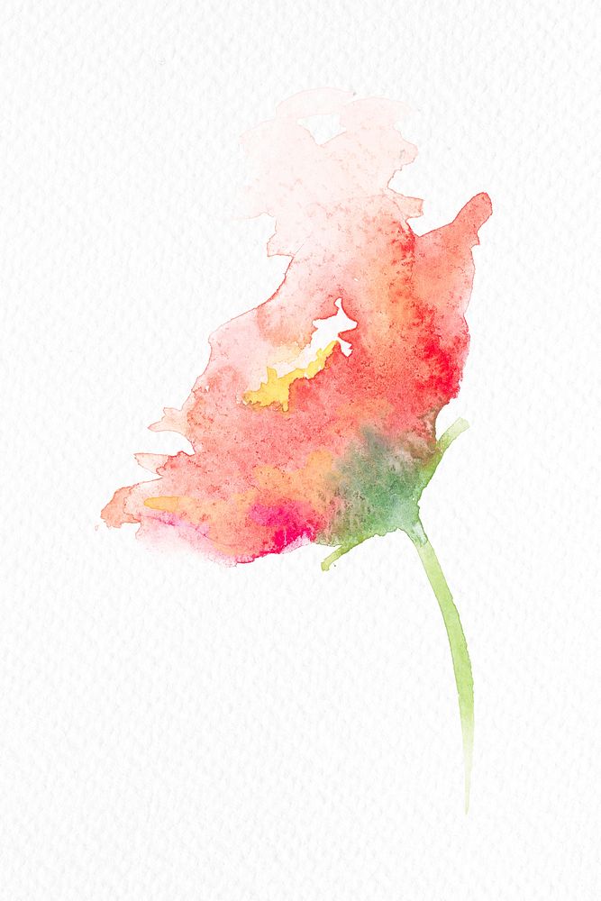 Pink poppy flower watercolor  spring seasonal graphic