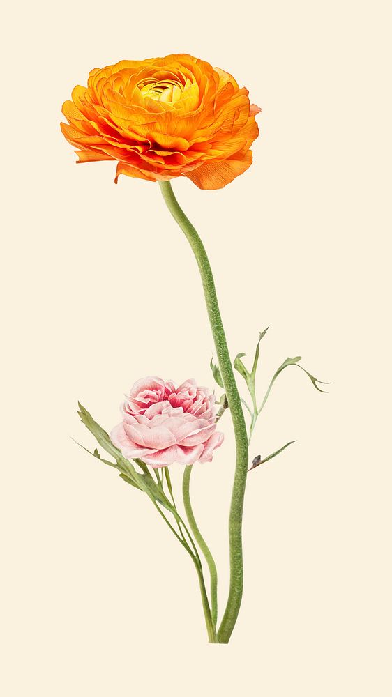 Collage orange ranunculus flower illustration, printable hand drawn design