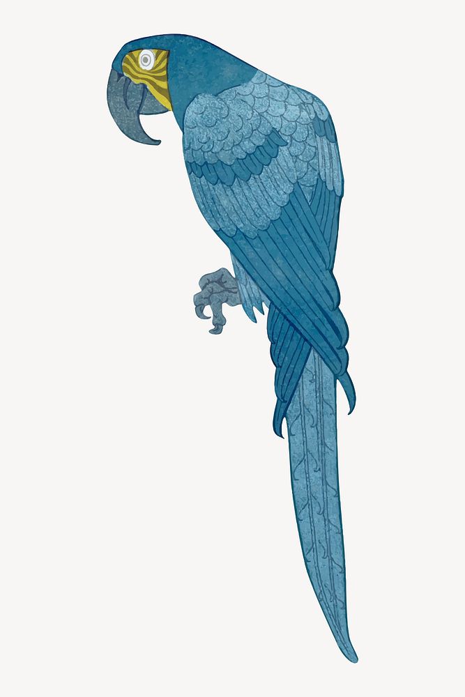 Macaw bird sticker, vintage animal illustration vector