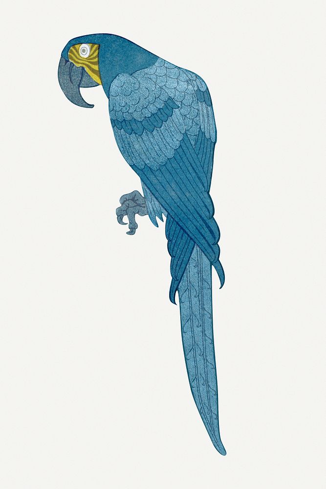 Macaw bird, vintage animal illustration