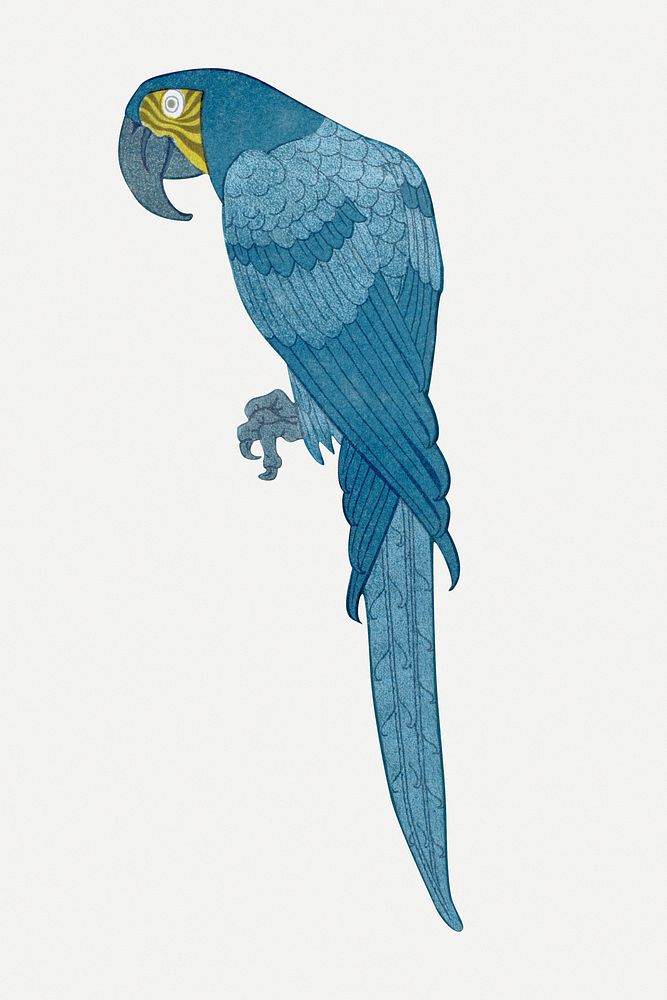 Macaw bird sticker, vintage animal illustration psd