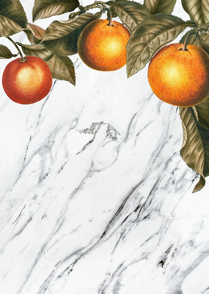 Tropical oranges on a marble texture vector