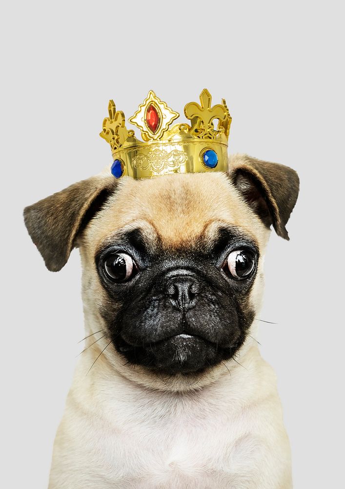 Cute Pug puppy in a gold crown