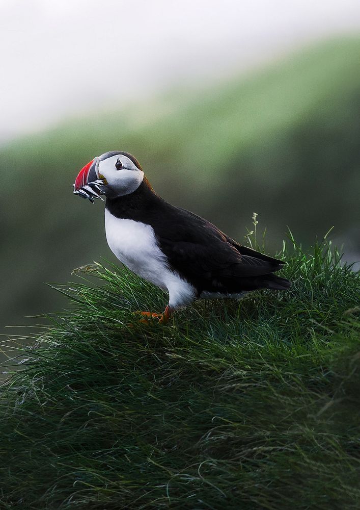 Small puffin bird in green nature