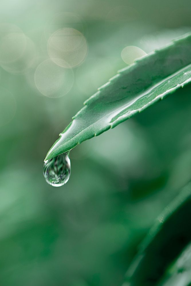 Water droplet on a green leaf background