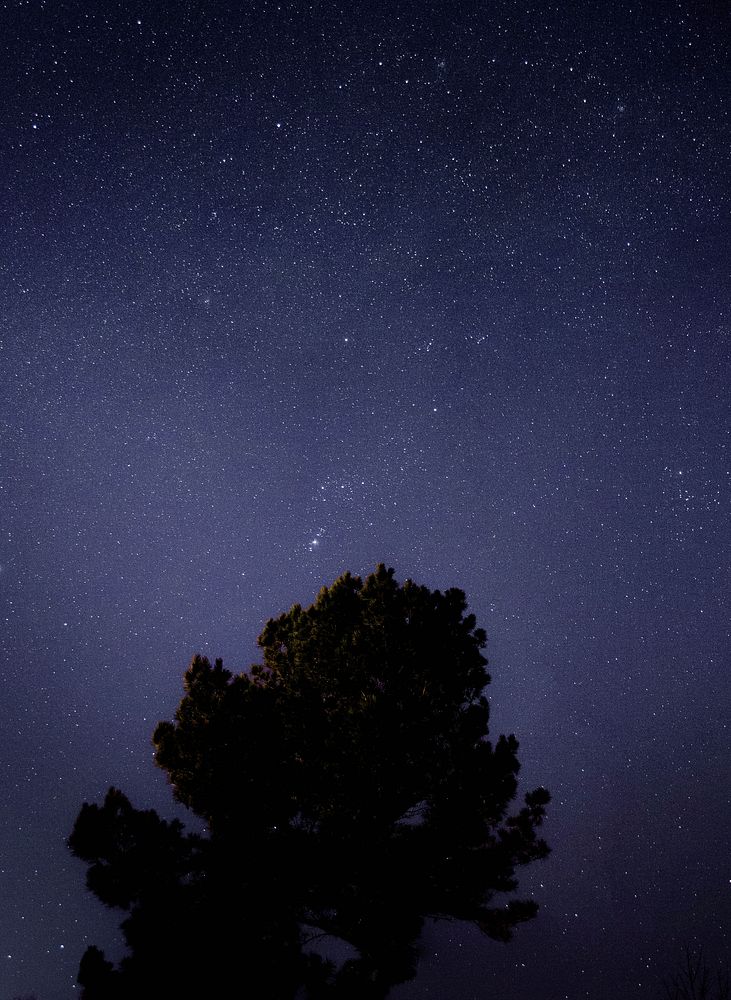 A massive silhouette of a leafy tree against a starry sky. Original public domain image from Wikimedia Commons