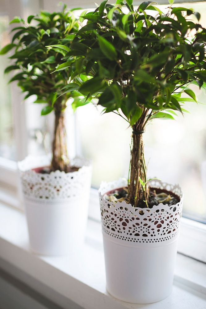 Two green plants in lace-like pots on a white windowsill. Original public domain image from Wikimedia Commons