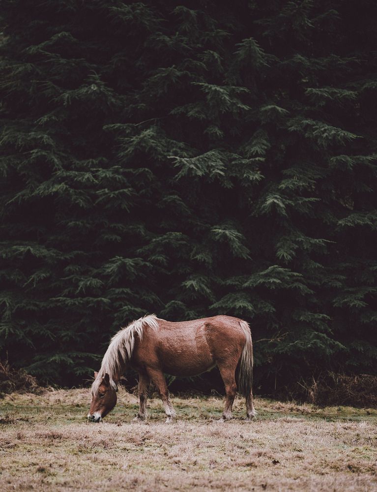 A chestnut horse grazing on dry grass near tall evergreen trees. Original public domain image from Wikimedia Commons