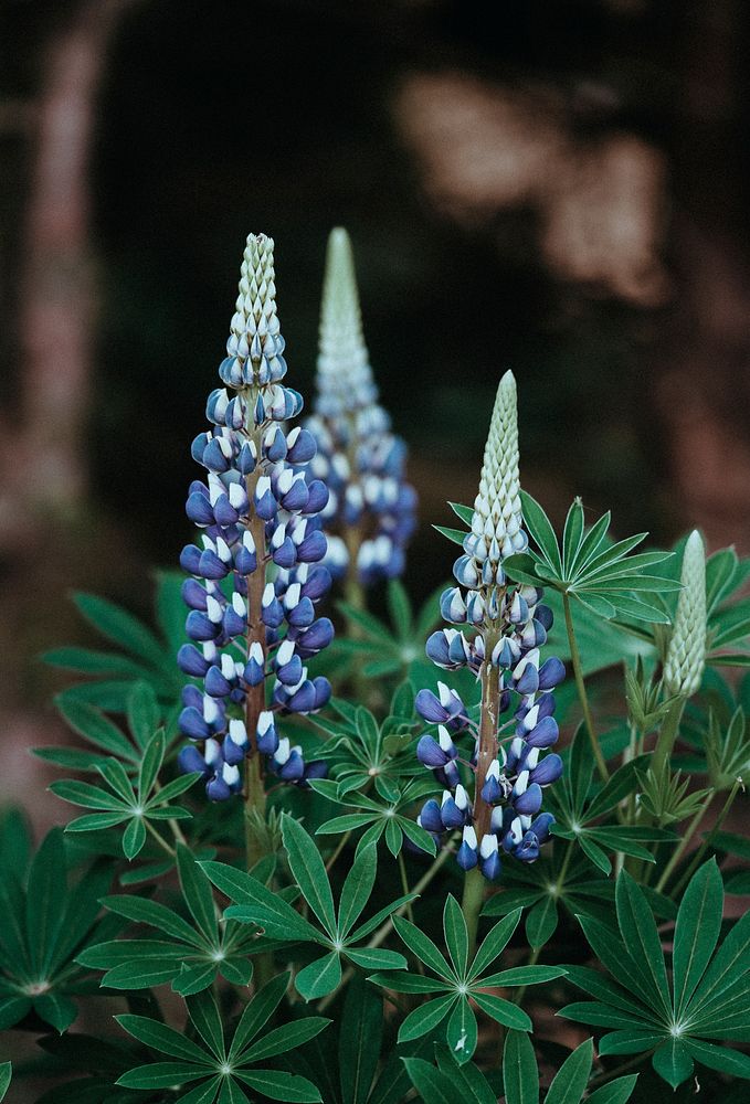 Clusters of dark blue lupine flowers. Original public domain image from Wikimedia Commons