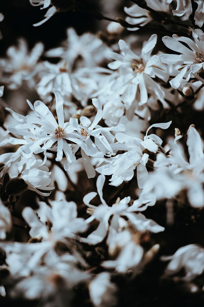 An unsaturated shot of white flowers with long thin petals. Original public domain image from Wikimedia Commons