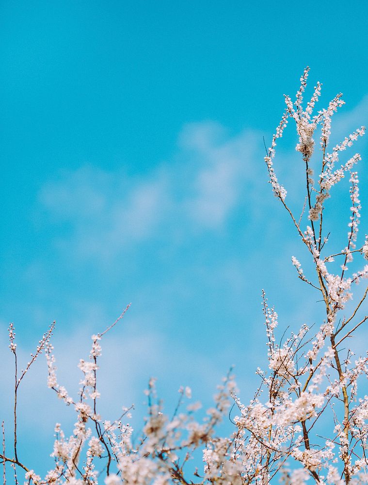 Branches with white blossom with blue sky background in Spring. Original public domain image from Wikimedia Commons