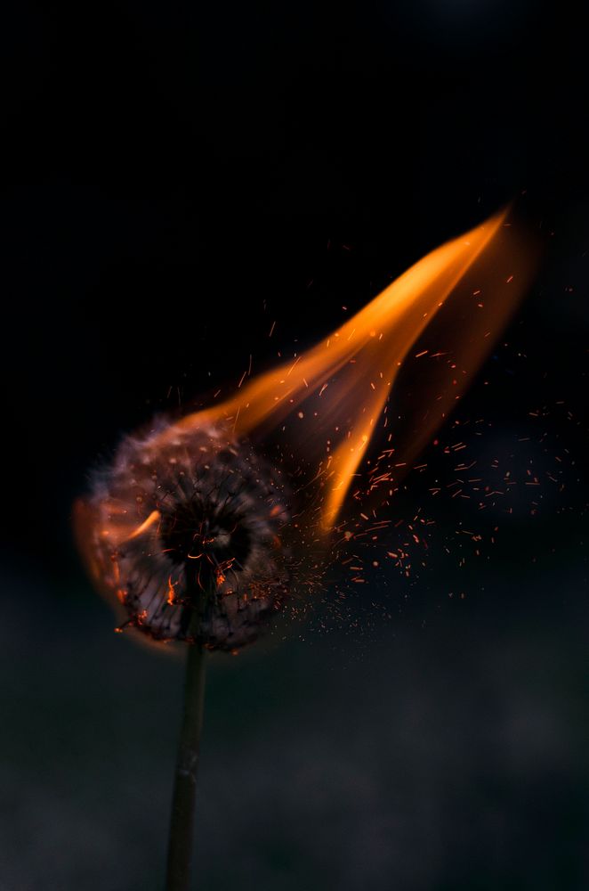 A dandelion on fire. Original public domain image from Wikimedia Commons
