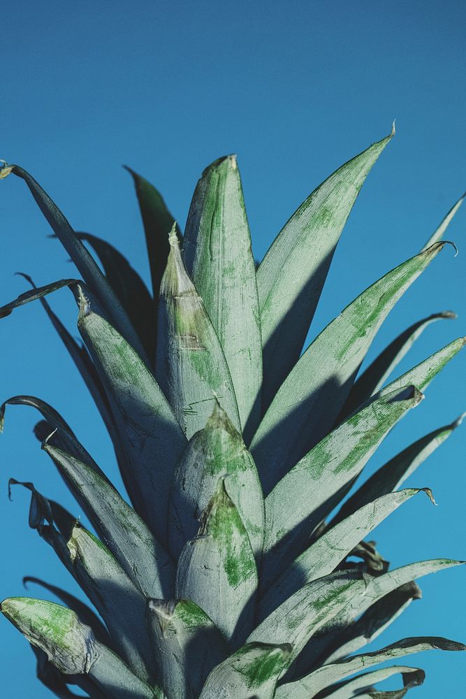 Leafy top of a pineapple plant against a blue sky. Original public domain image from Wikimedia Commons