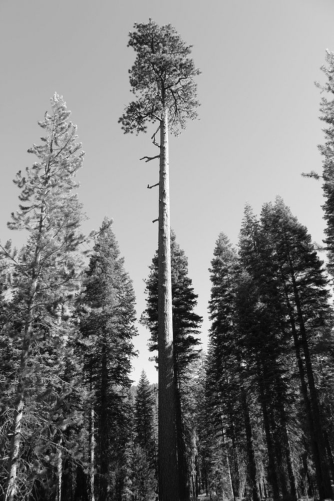 A black and white shot of tall pine trees. Original public domain image from Wikimedia Commons