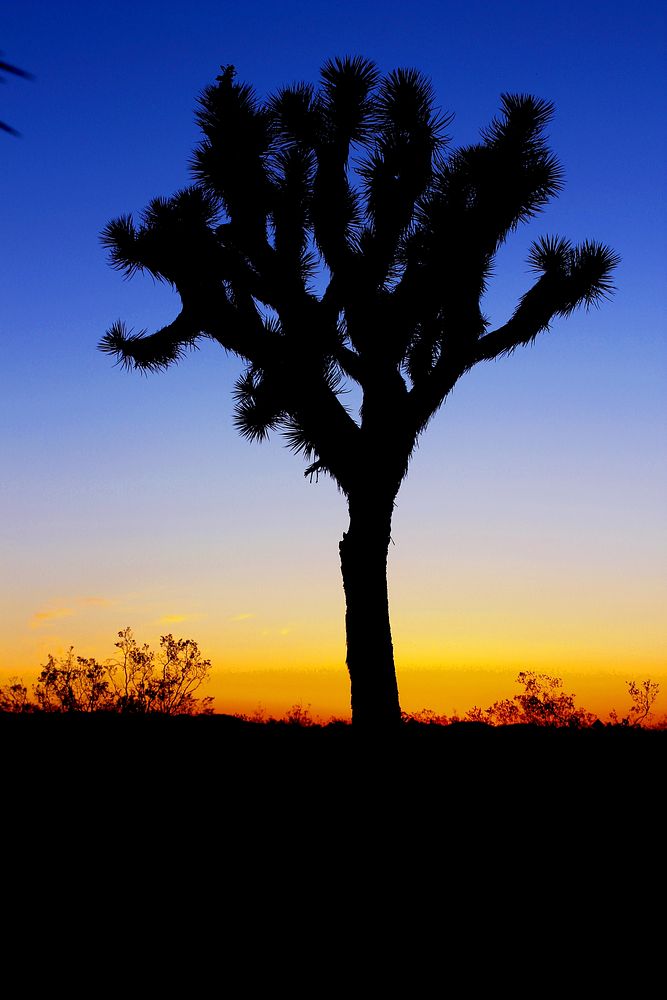 Silhouette of a tree in the desert at sundown. Original public domain image from Wikimedia Commons