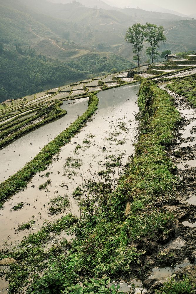 A rice terrace in Vietnam.. Original public domain image from Wikimedia Commons