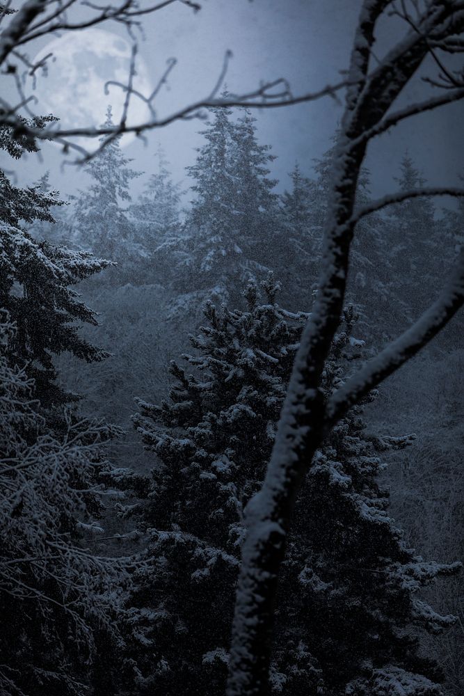 Near the tree tops in a snow covered forest in Seattle, Washington. Original public domain image from Wikimedia Commons