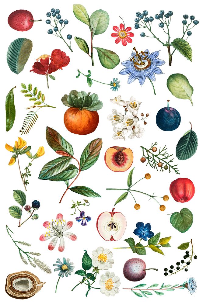 Fruit and flower vintage set hand drawn illustration