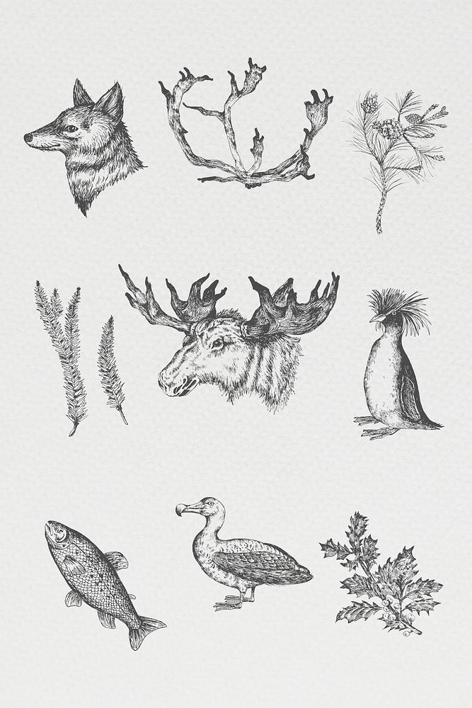 Animal drawing gray scale set illustration