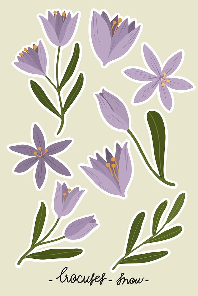 Purple crocus flower set illustration