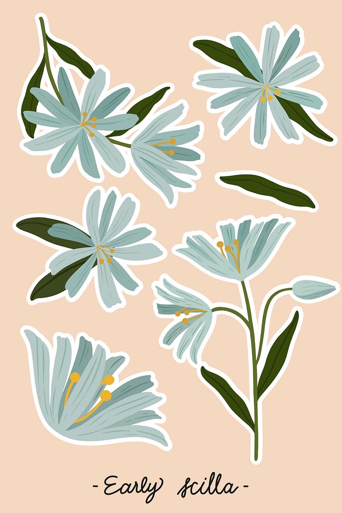 Blooming early scilla flower set illustration
