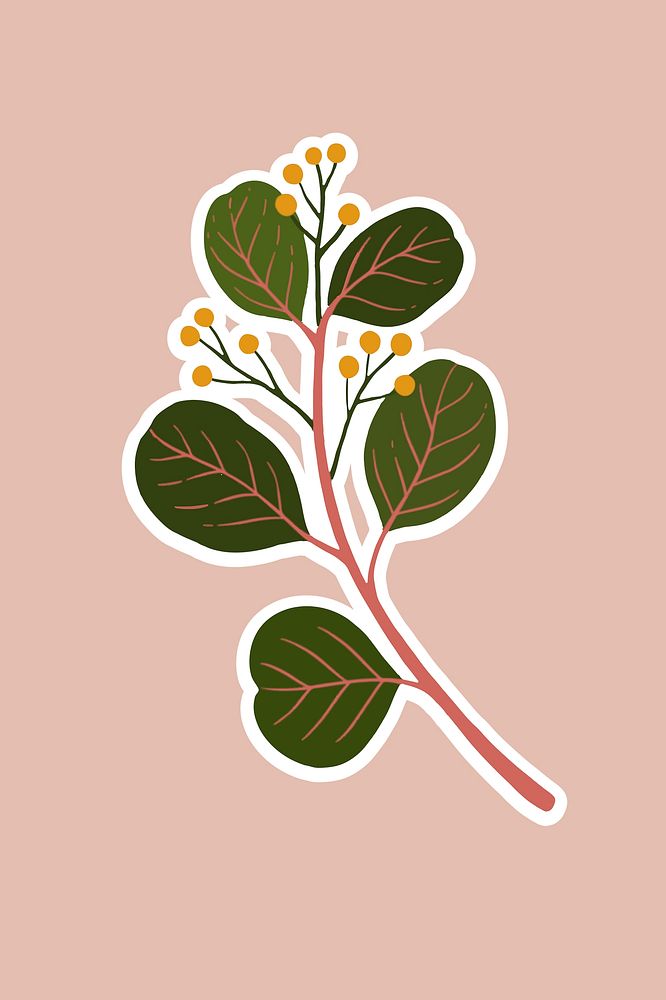 Eucalyptus branch with seeds illustration