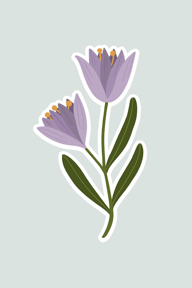 Blooming purple crocus flower illustration