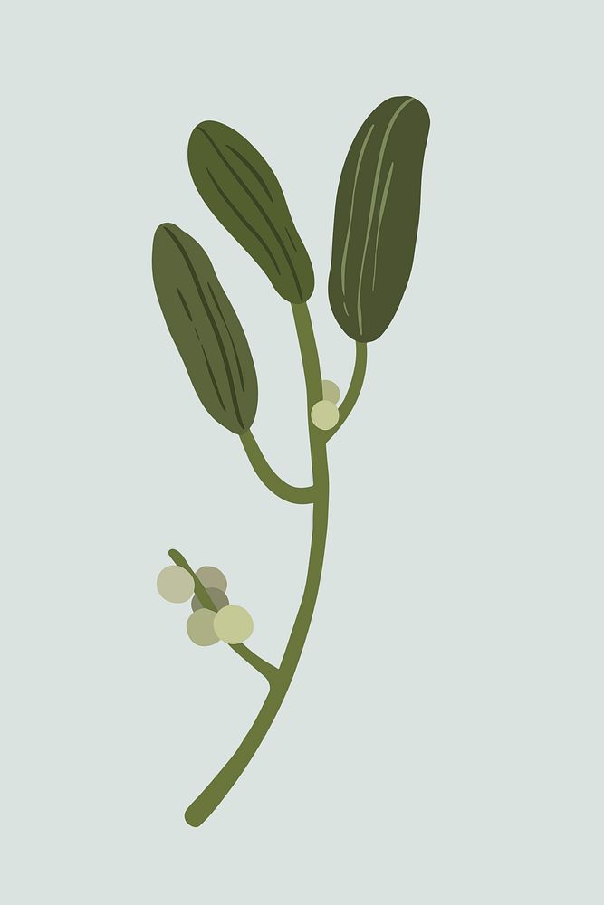 Mistletoe plant on a gray background illustration