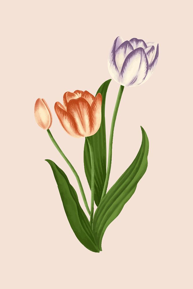 Vintage tulip flower vector