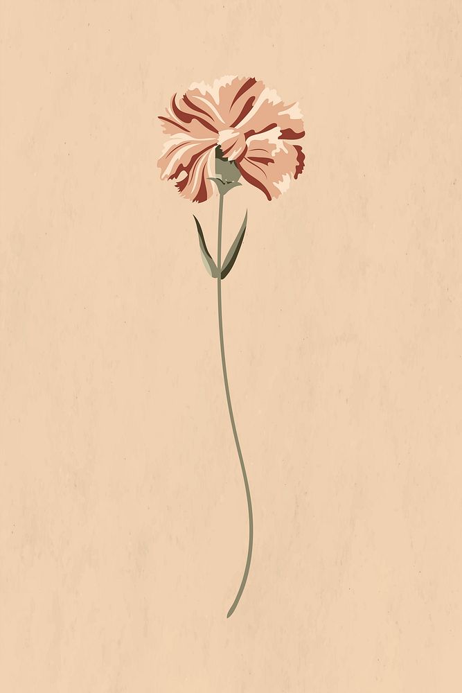 Blooming carnation flower on a beige background vector 