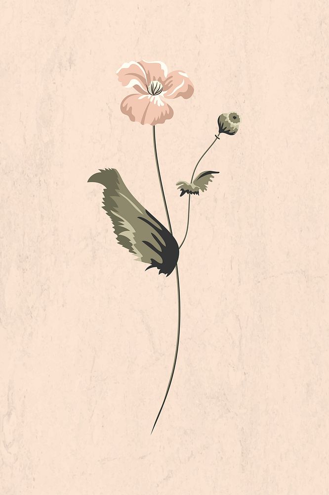 Blooming poppy flower on a beige background