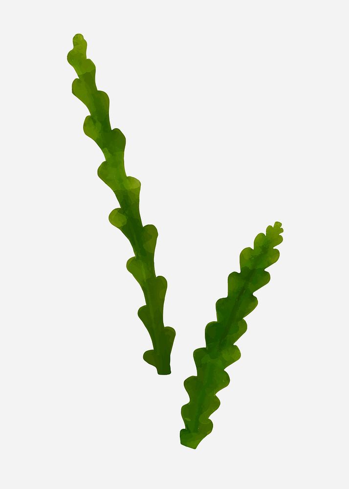 Plant leaf element vector Fishbone cactus