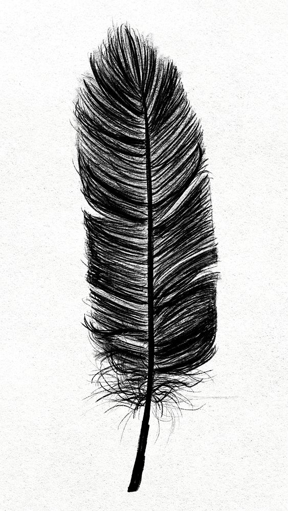 Black bird feather in white background 