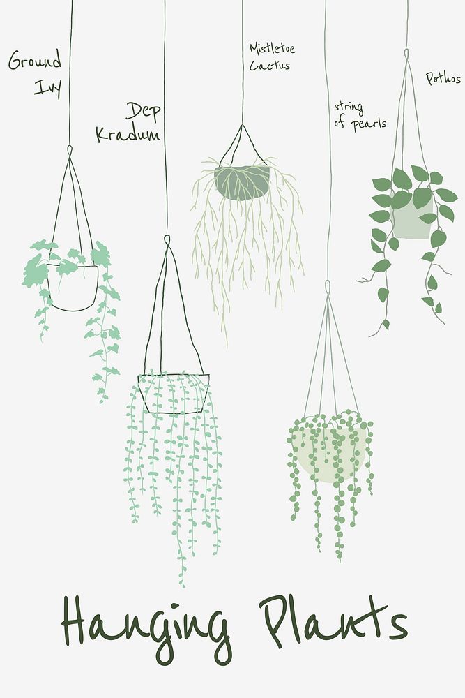 Hanging plant guide vector template in hand drawn doodle style